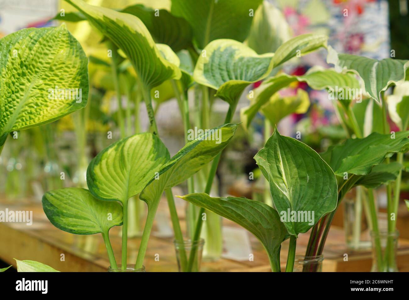 hosta foglie in vasi di vetro Foto Stock