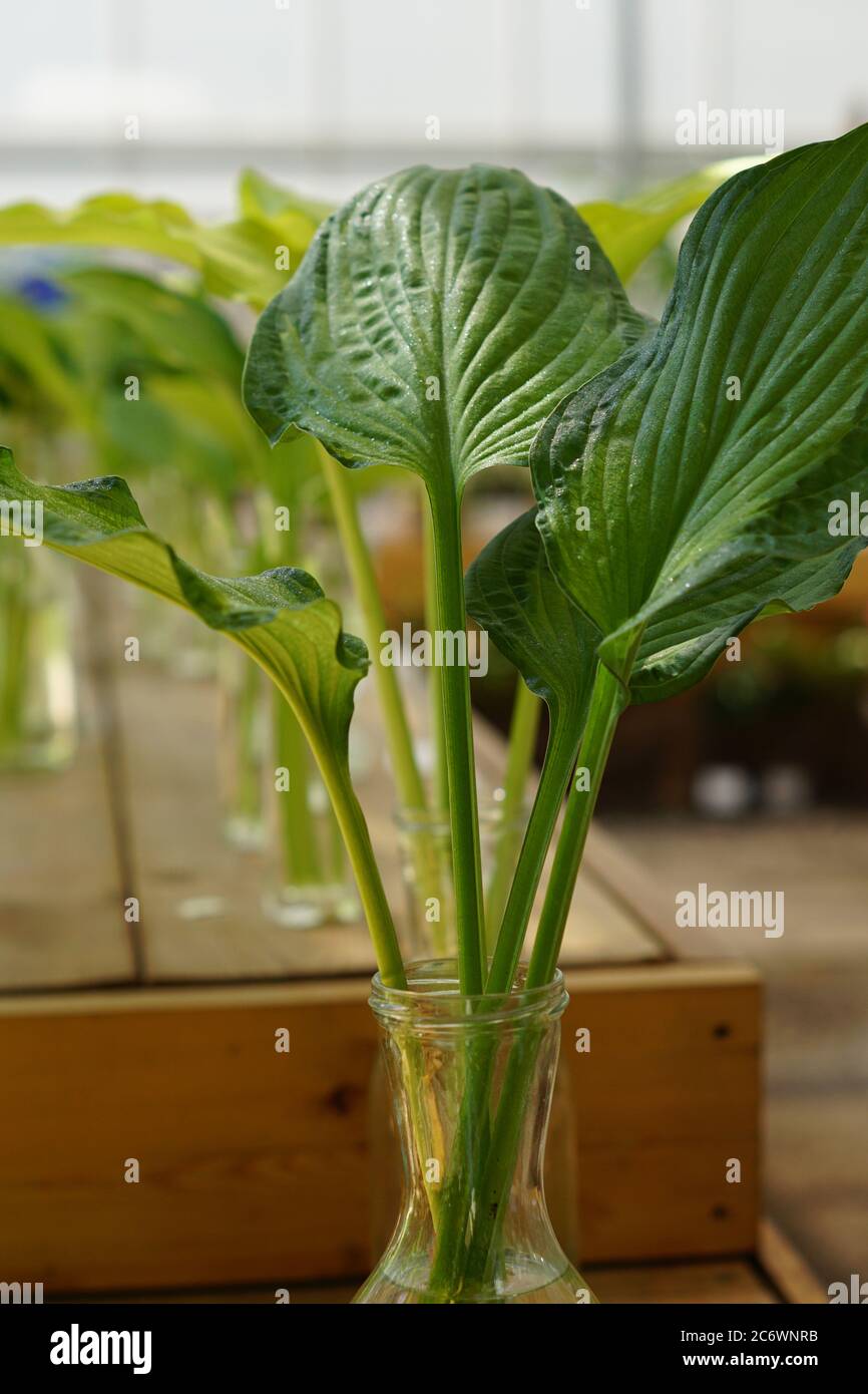 hosta foglie in vasi di vetro Foto Stock