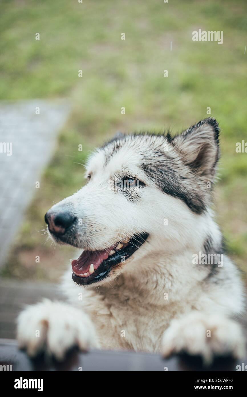 Soffice cane shaggy Alaskan Malamute - viso carino con lingua fuori Foto Stock