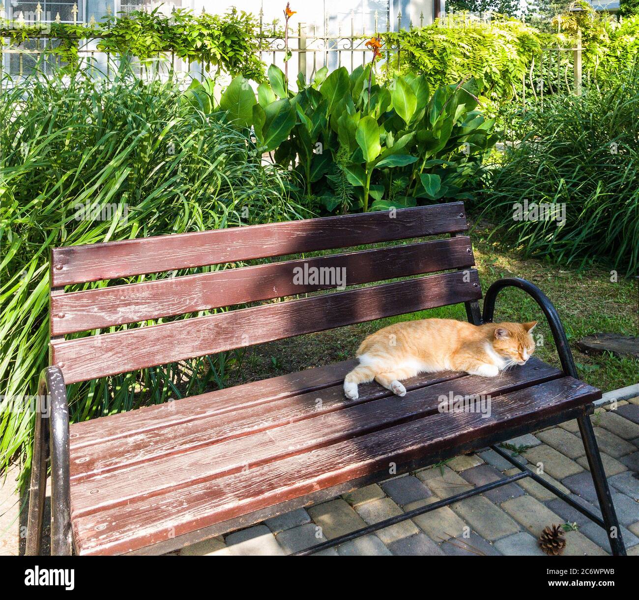 dormendo gatto rosso sulla panca del parco Foto Stock