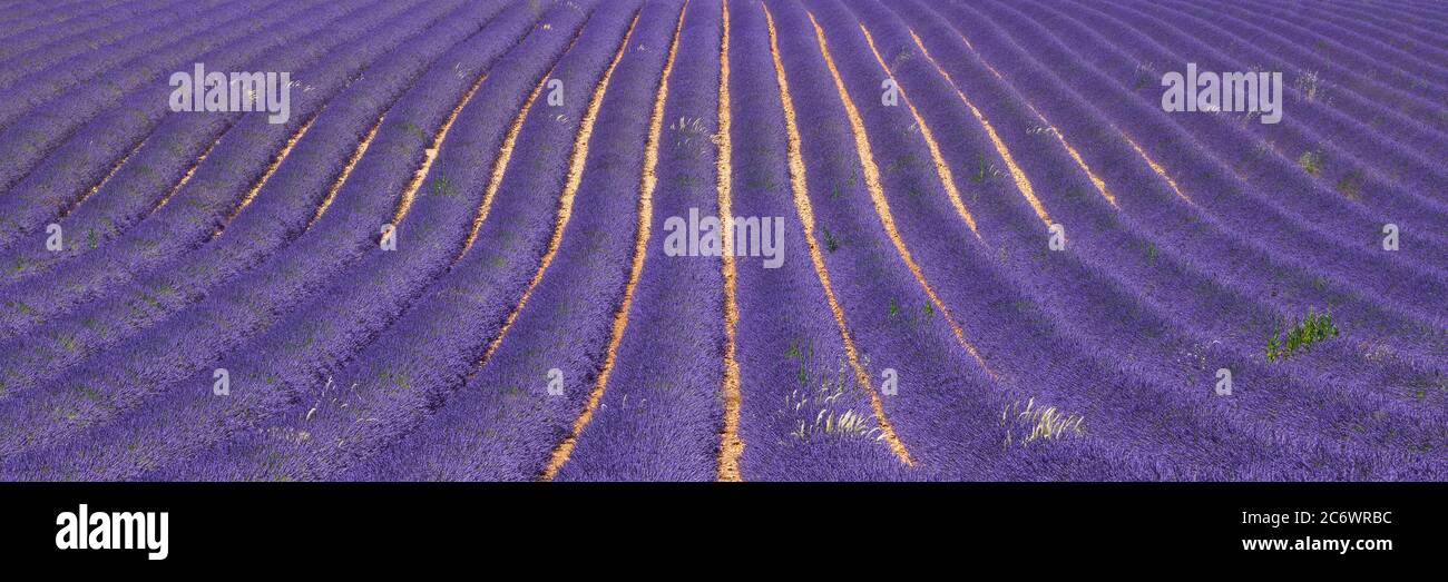 Campi di lavanda della Provenza in estate (panoramica). Altopiano di Valensole, Alpi dell'alta Provenza, Alpi europee, Francia Foto Stock