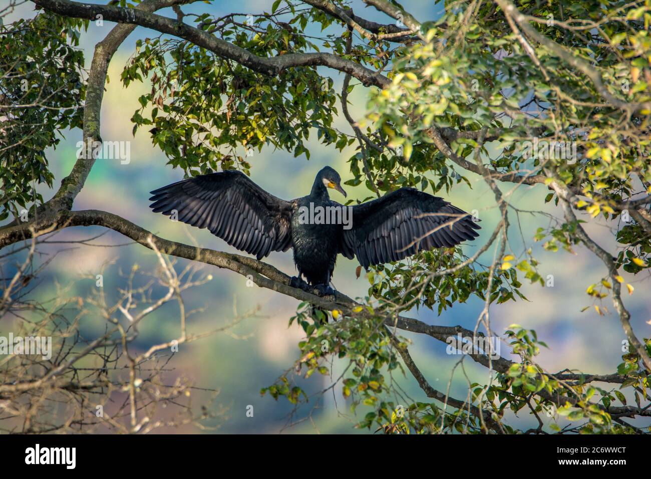Il grande cormorano (Phalacrocorax carbo) seduto su un albero Foto Stock