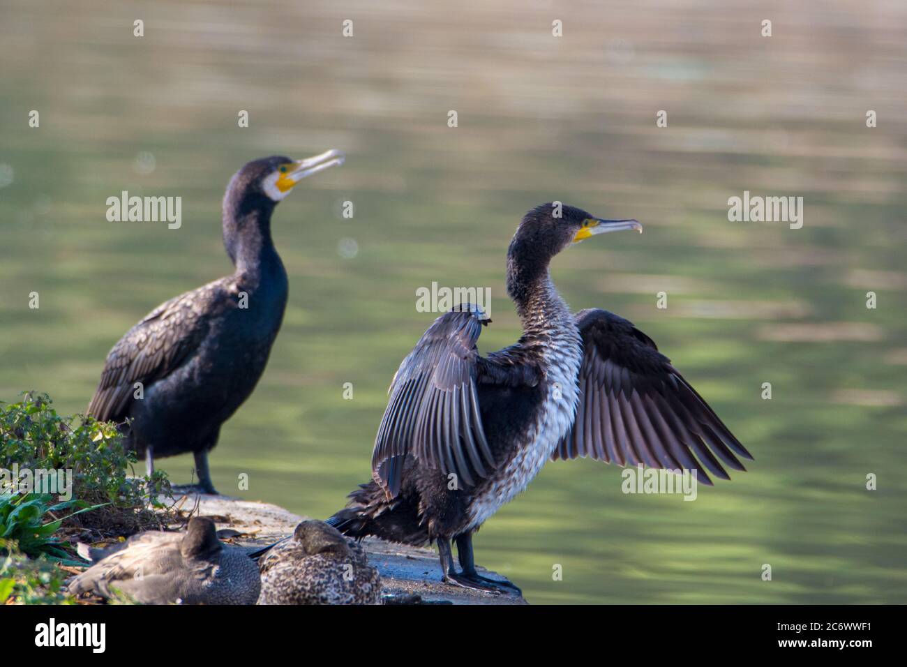 Due il grande cormorano (Phalacrocorax carbo) seduto vicino al lago d'acqua Foto Stock