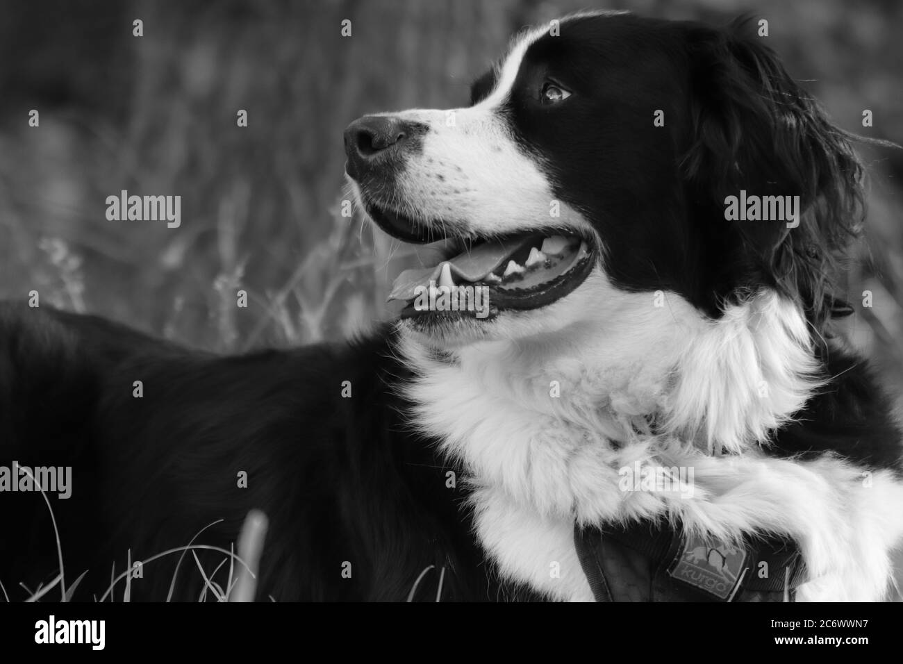 Amore incondizionato e cani Foto Stock