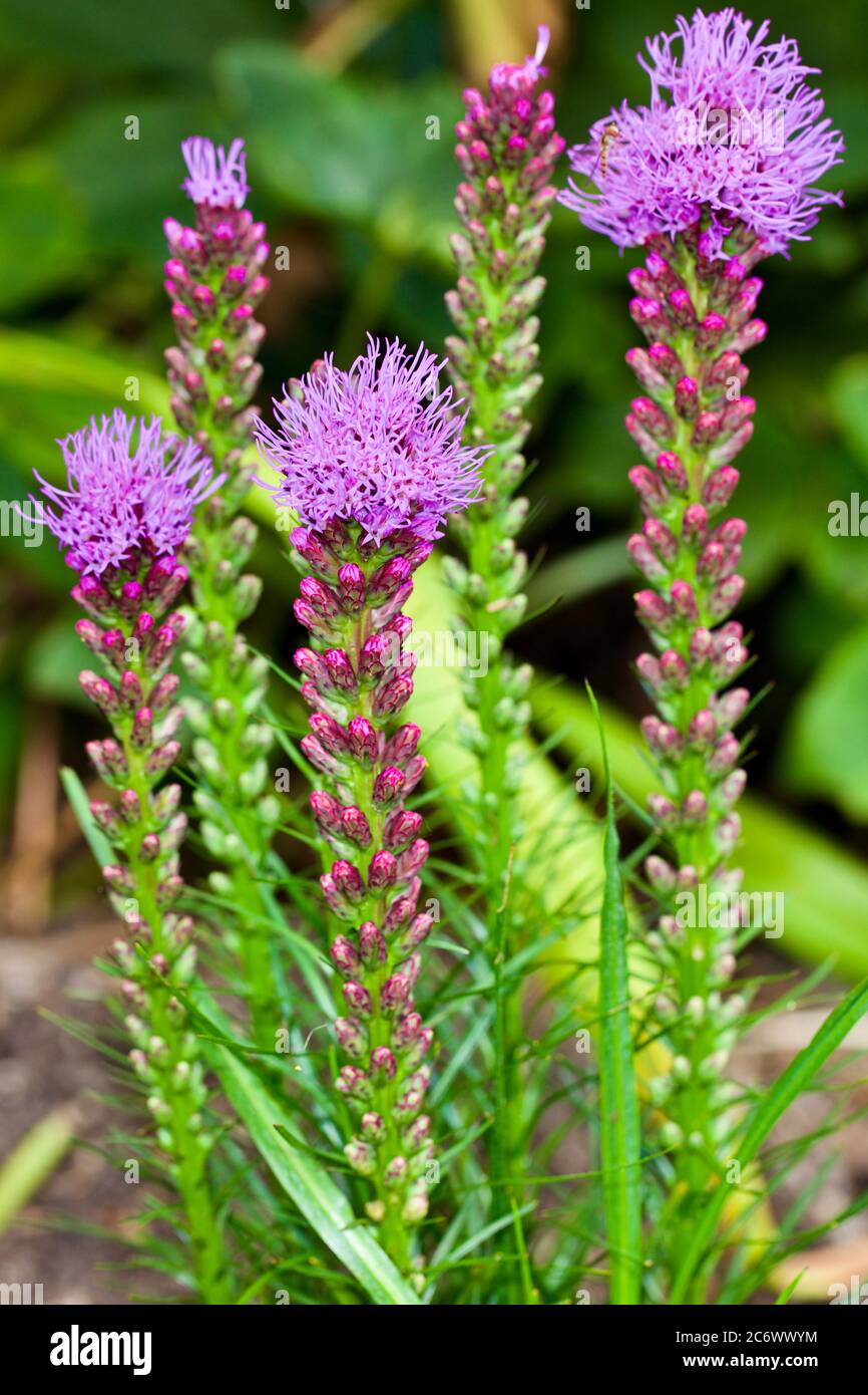 Liatris spicata 'Kobold' feather gay Foto Stock