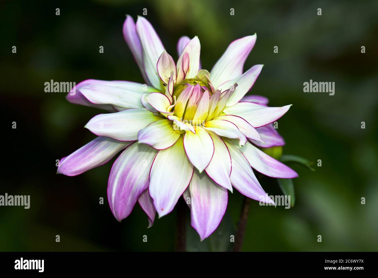 Dahlia 'Victoria Ann' Foto Stock