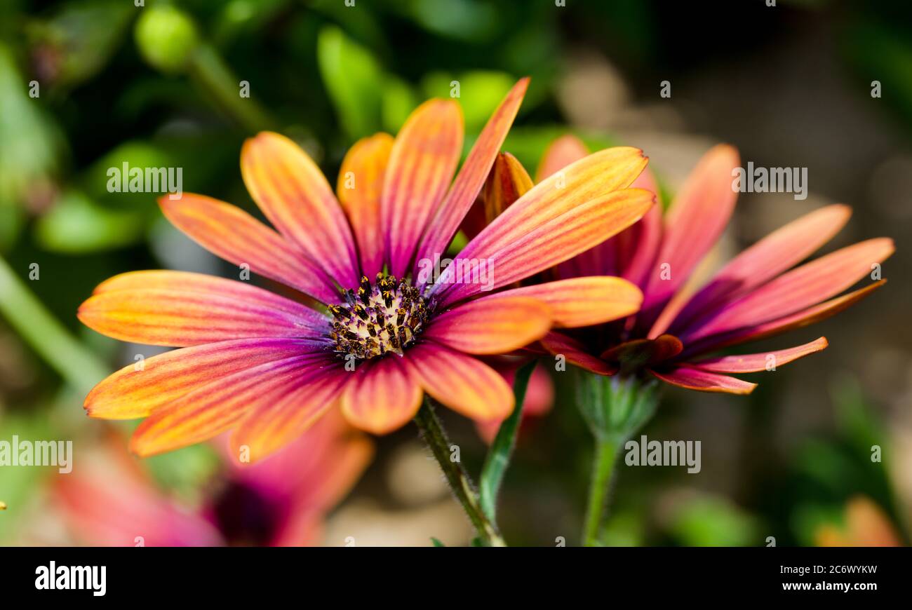 Osteospermum viola Sun Foto Stock