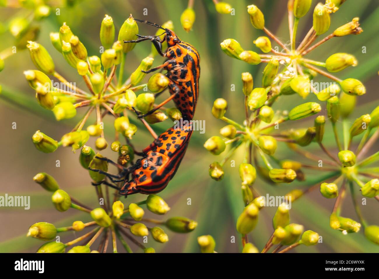 Foto macro di accoppiamento Graphosoma lineatum Foto Stock
