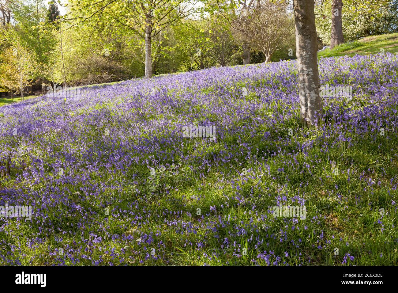 Bluebells nel giardino di Emmetts in Kent. Foto Stock