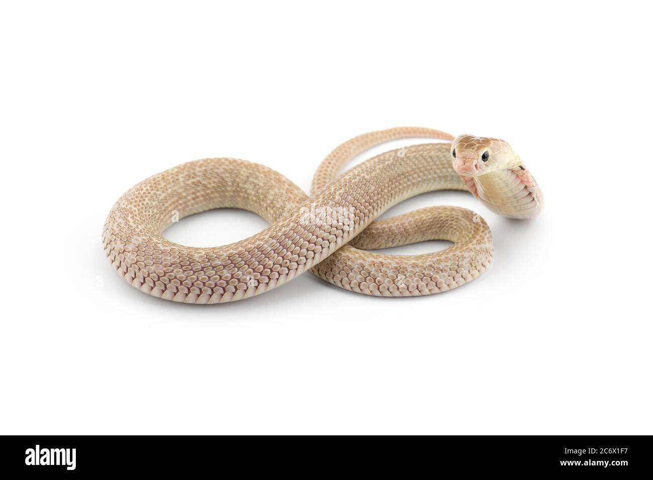 La cobra cinese isolato su sfondo bianco Foto Stock