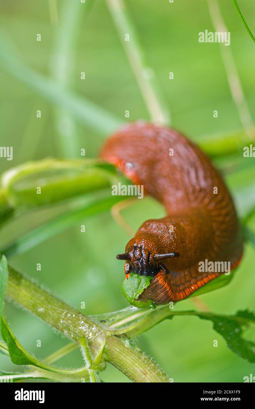 Grande slug arancione mangiare una foglia verde in giardino Foto Stock