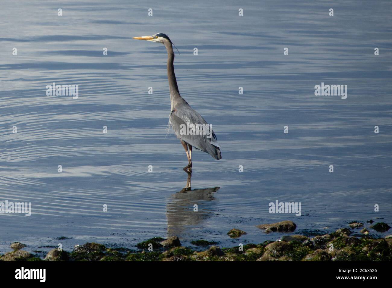 Pesca dell'Heron in Puget Sound Foto Stock