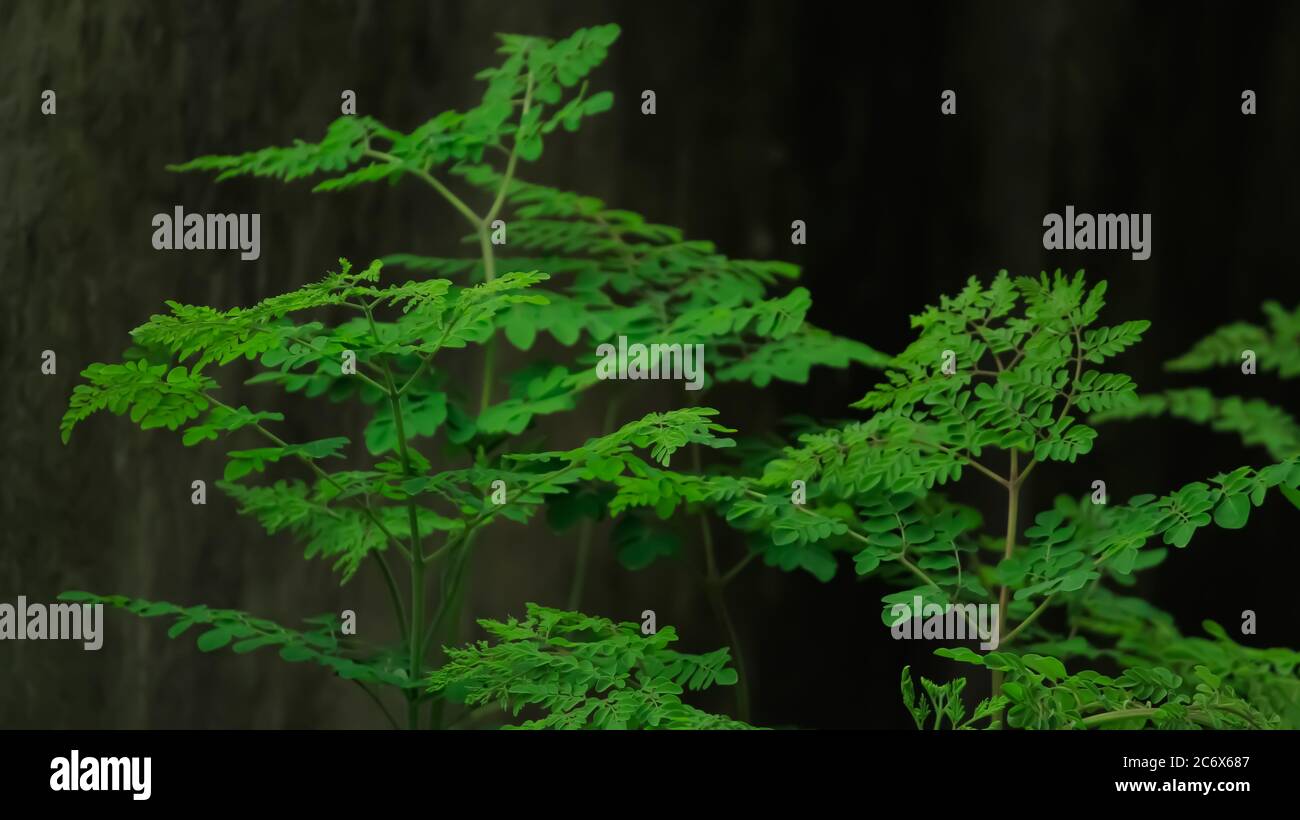 Albero di drumstick Foto Stock