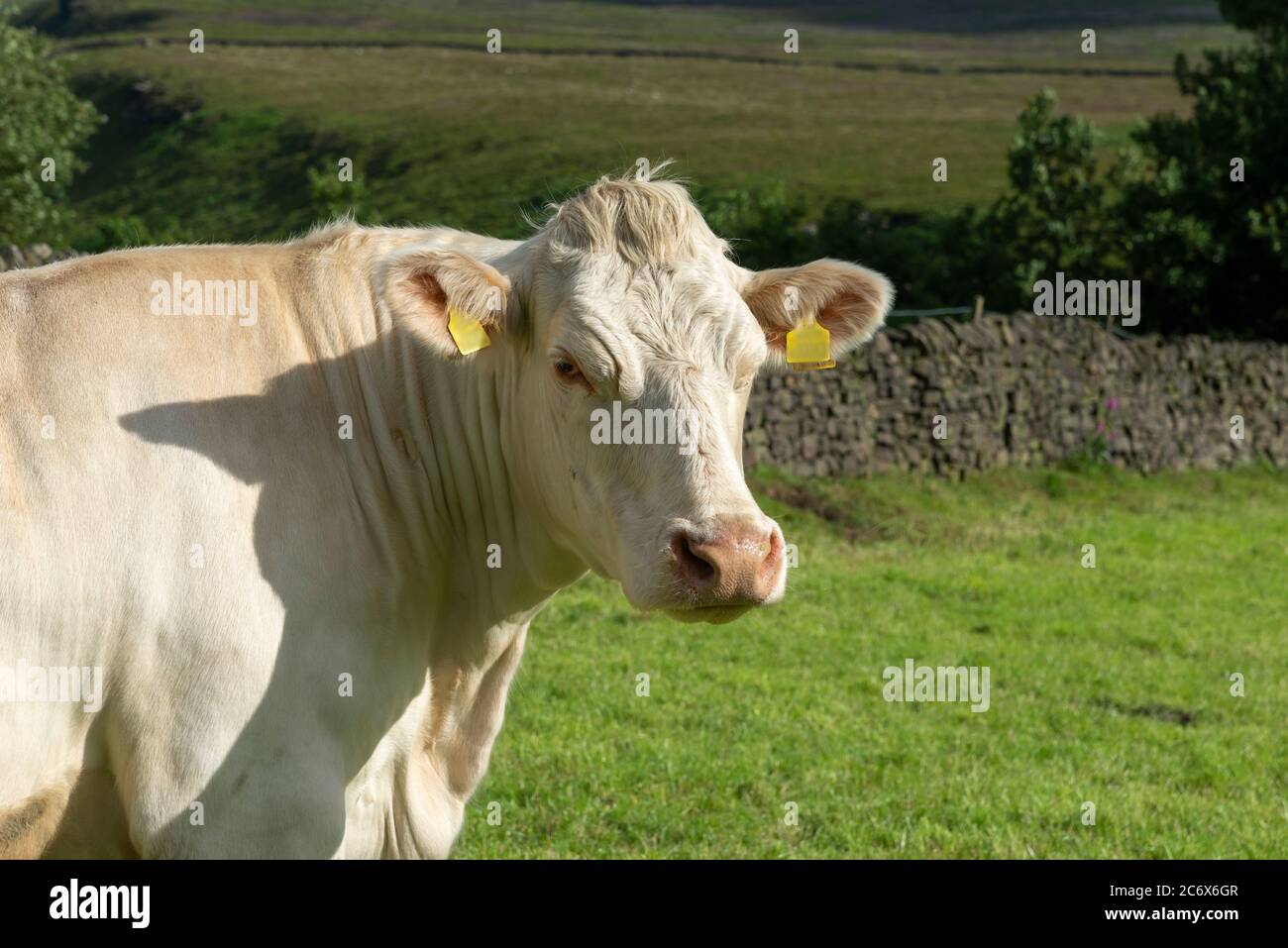 Mucca di Charolais in un campo nella campagna inglese in estate Foto Stock