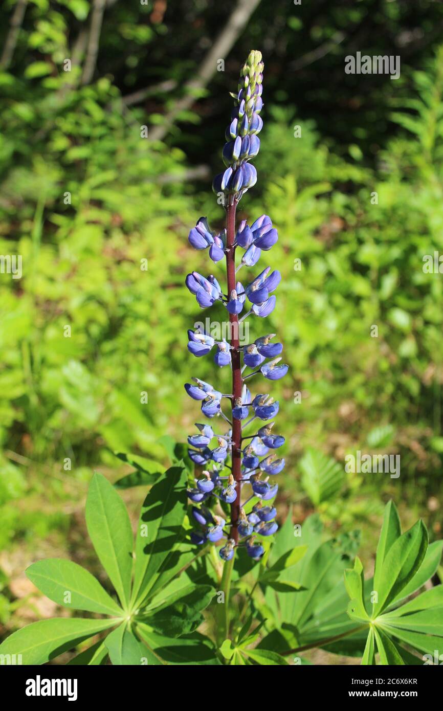 Fiori selvatici di Nootka lupino a Talkeetna, Alaska Foto Stock