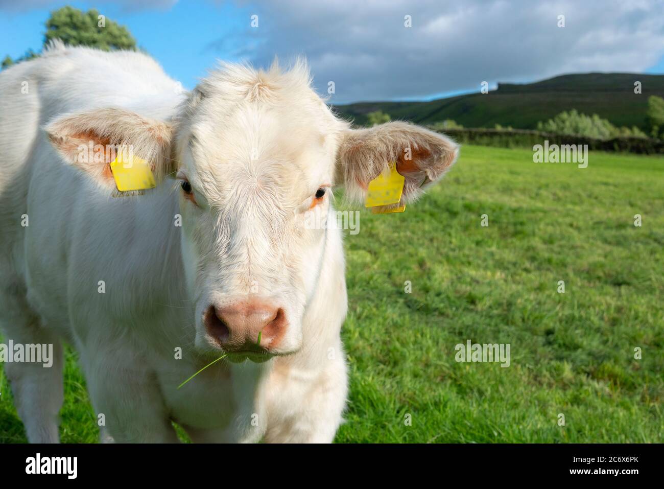 Giovane vitello Charolais in un campo nella campagna inglese in estate Foto Stock