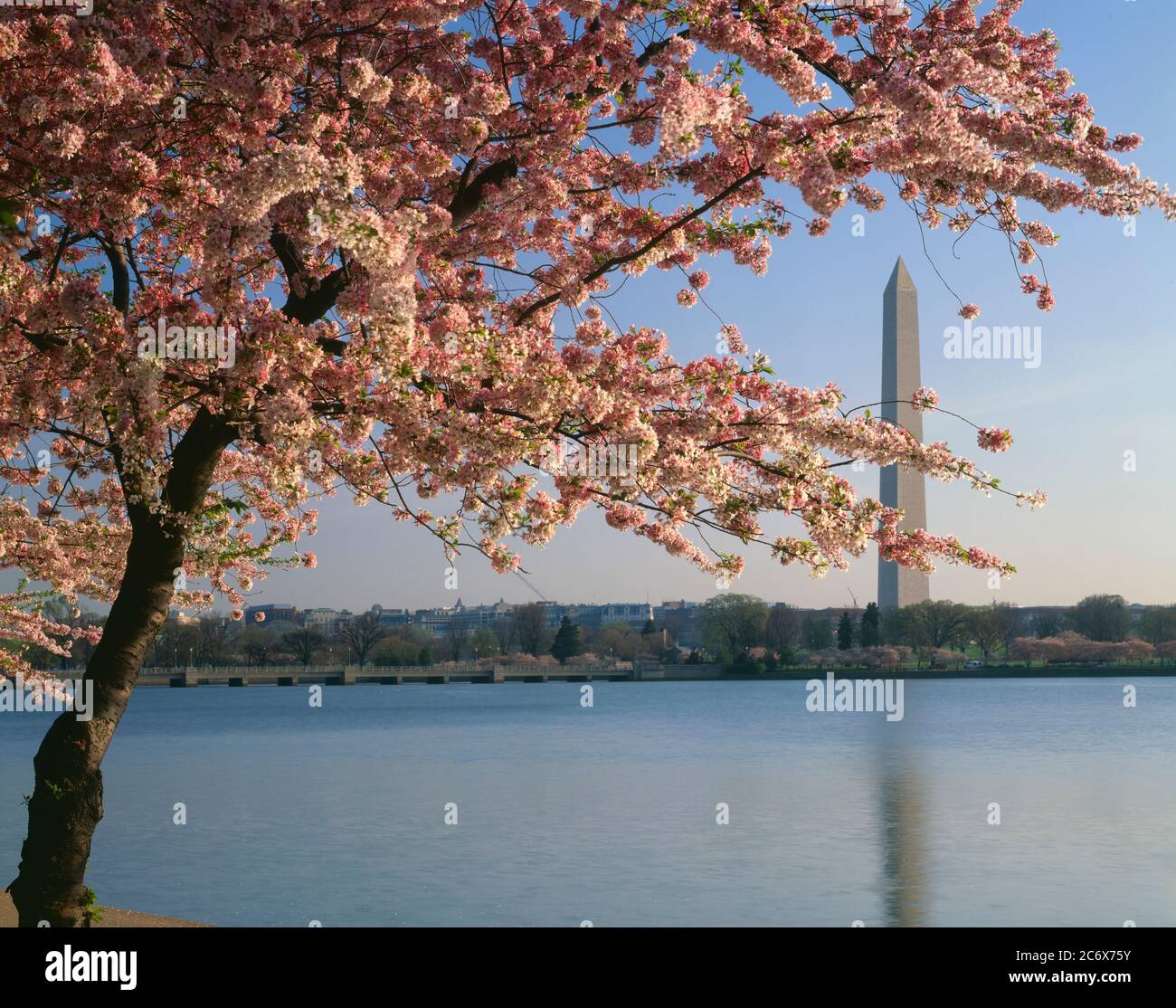 Washington D.C./Apr i fiori di ciliegio incorniciano il monumento di Washington che si riflette nel bacino delle maree. Questo monumento è stato completato nel 1884 ed è il più alto Foto Stock