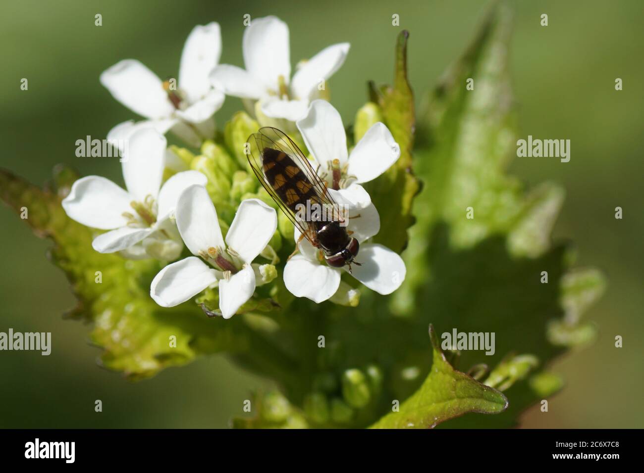 Hoverfly femminile Melanostoma scalare della famiglia Syrphidae su fiori di aglio senape (Alliaria petiolata). Famiglia Brassicaceae o Cruciferae. Molla Foto Stock