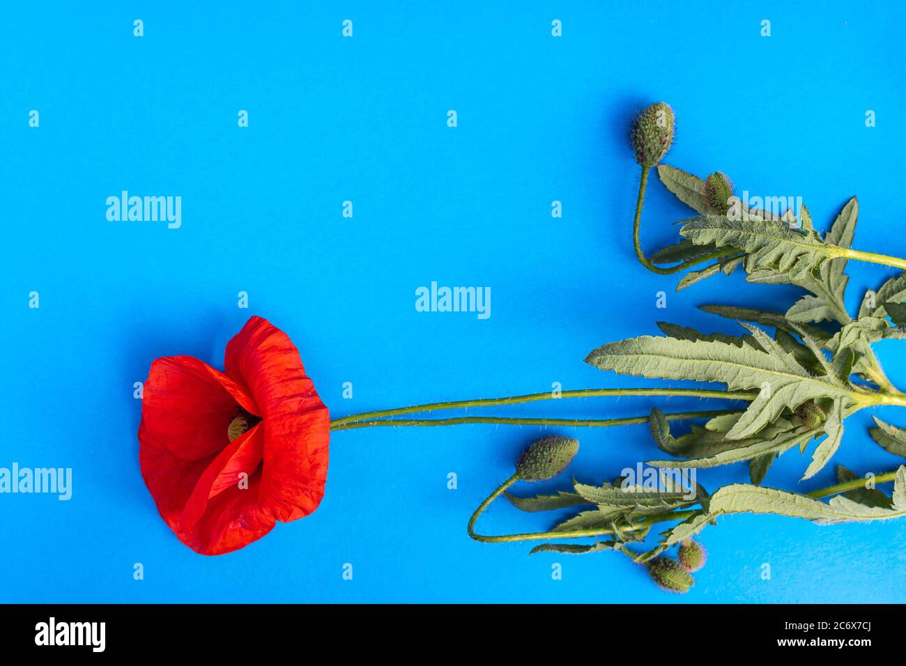 Fiore rosso papavero luminoso isolato su sfondo blu. Disposizione piatta, spazio di copia Foto Stock