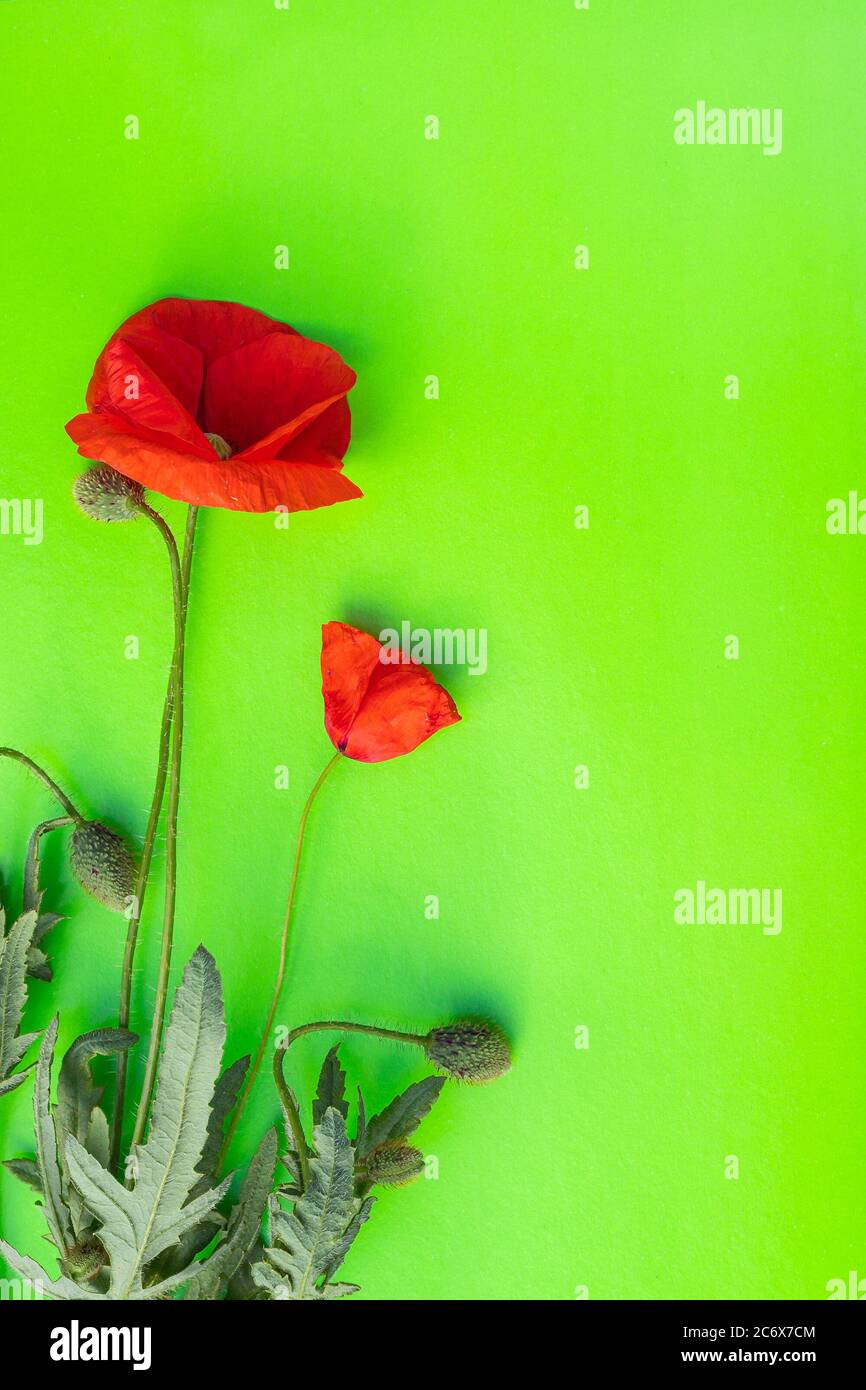 Fiori di papavero rosso brillante isolati su sfondo verde verticale. Primo piano, vista dall'alto, disposizione piatta, spazio per la copia. Sfondo, cartolina, banner, biglietto d'auguri, Foto Stock