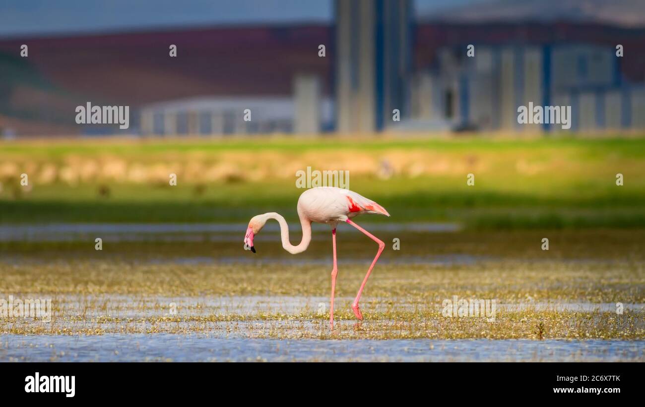 Uccello colorato maggiore Flamingo. Sfondo verde blu della natura. Rosa fenicottero. Foto Stock