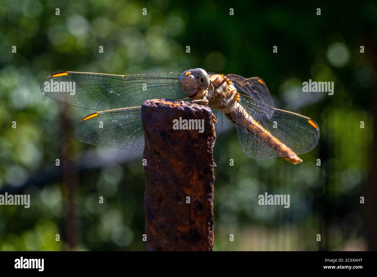Sorridi per me! Bella libellula sul ramo, libellula gialla con sfondo verde. Foto Stock