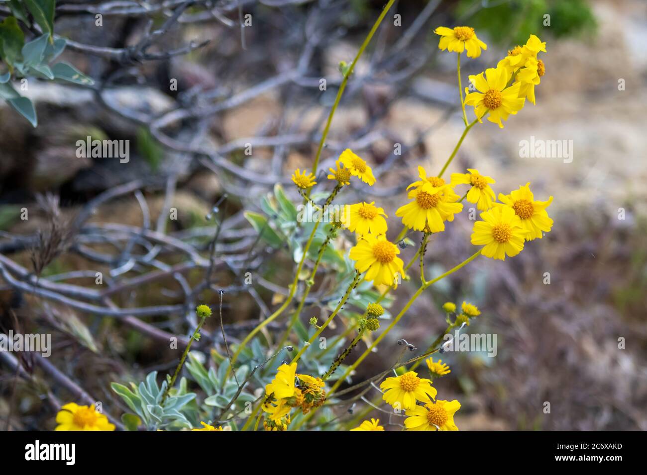 Fiori selvatici gialli che raggiungono per il sole, vicino alla riva del Canyon Lake, Arizona all'inizio della primavera. Foto Stock