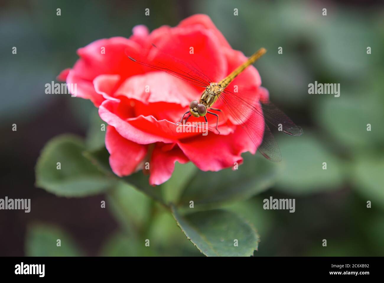 Dragonfly su un primo piano rosa rossa. Dragonfly chiamato cordulegastridae seduta sulla rosa rossa in un parco. Foto Stock