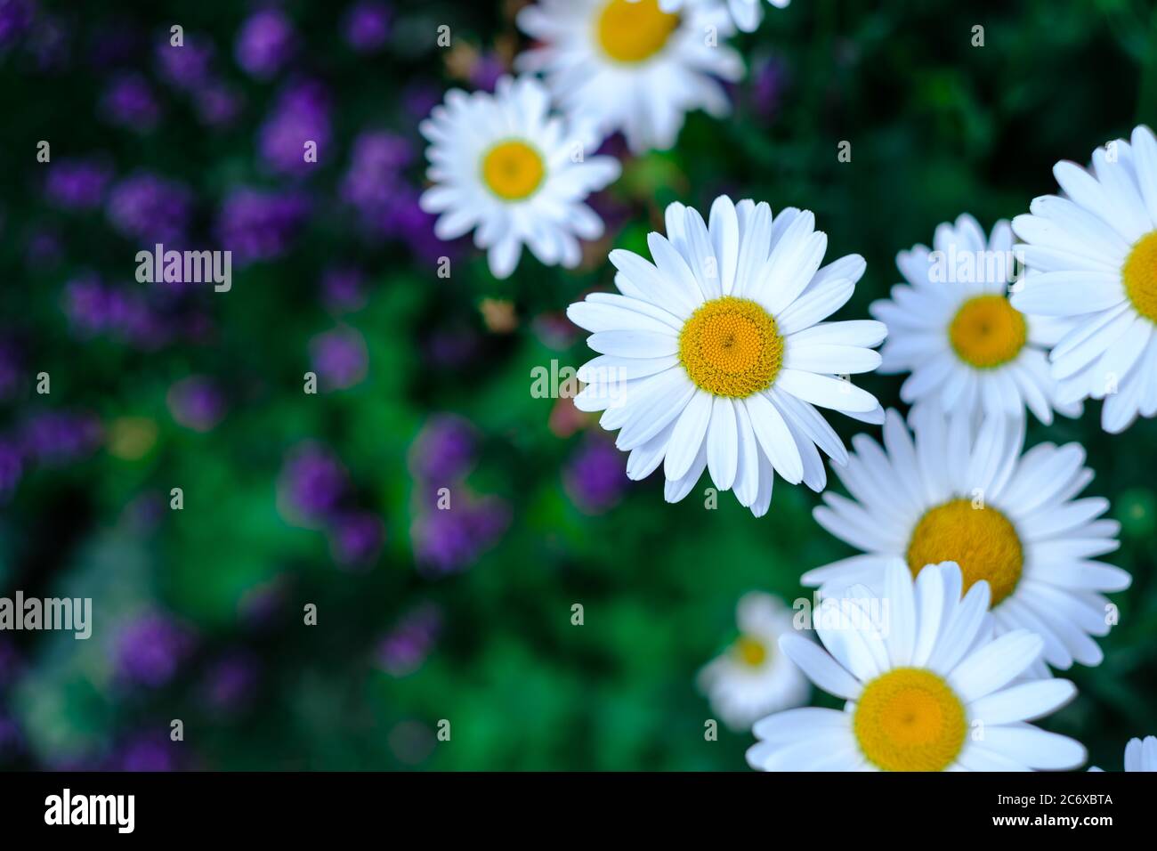 Inglese prato daisy fiori e bellissimo sfondo sfocato. Foto con uno spazio per la copia. Foto Stock