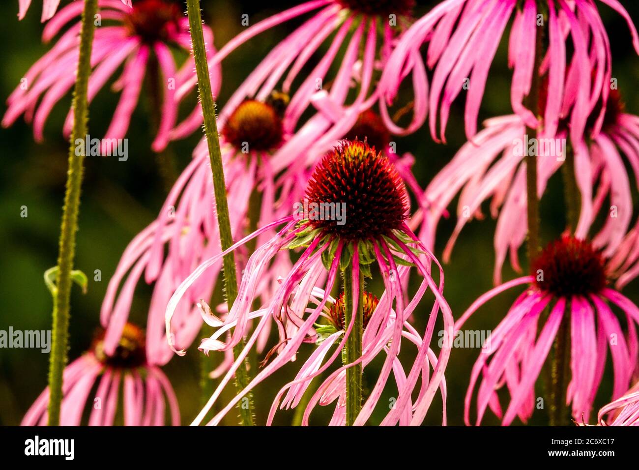 Echinacea pallida pelosa Foto Stock