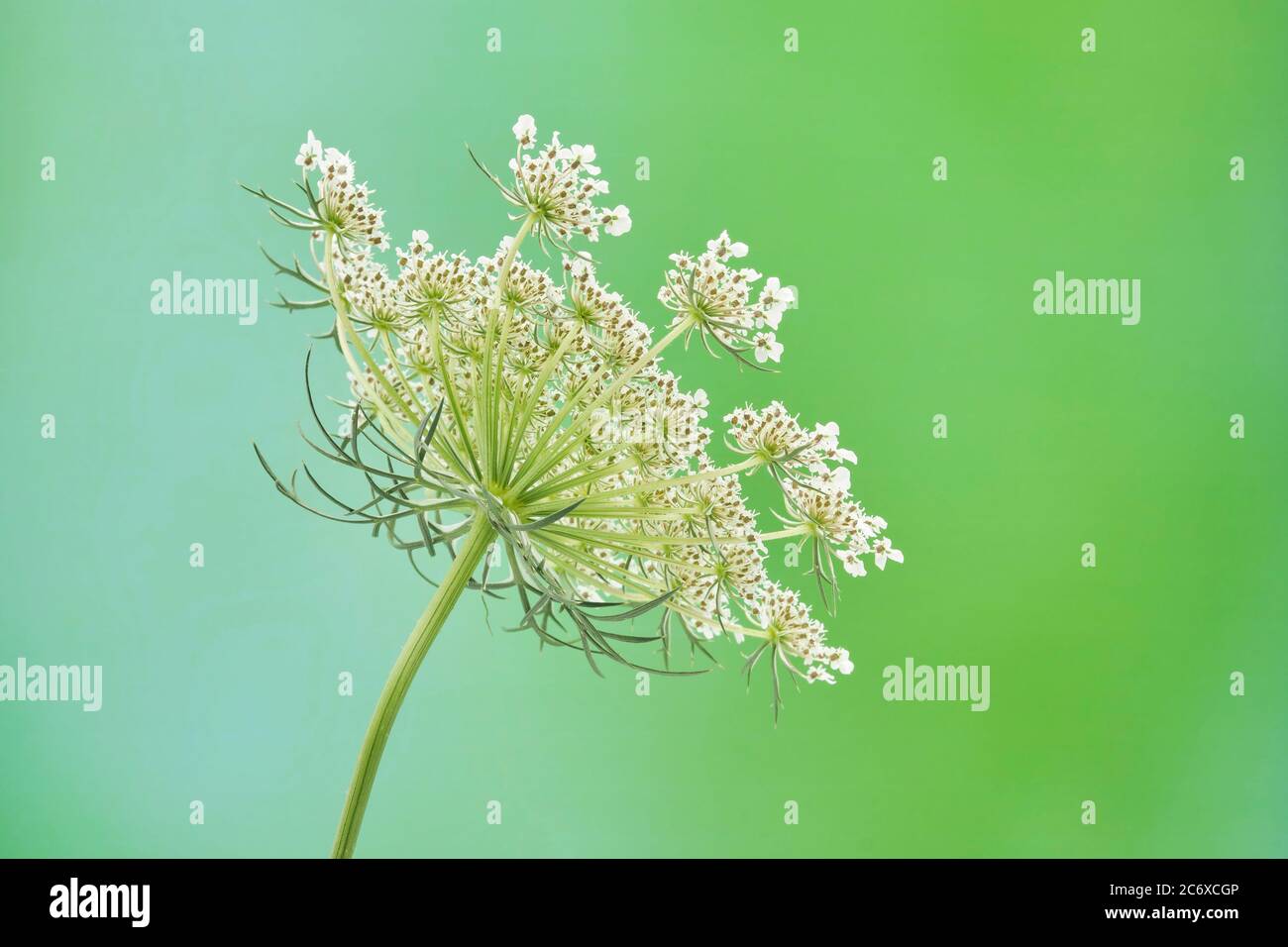 Primo piano fotografia dell'invasiva erba biennale conosciuta come Regina Annes Lace Daucus carota. La pianta odori simili alla carota e radici giovani sono actrica Foto Stock