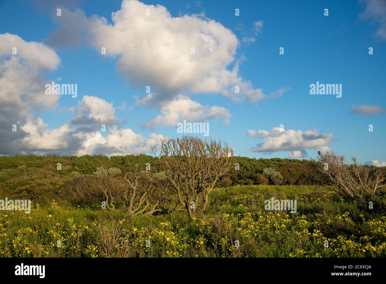dune vegetazione e cielo blu con nuvole in Olanda Foto Stock