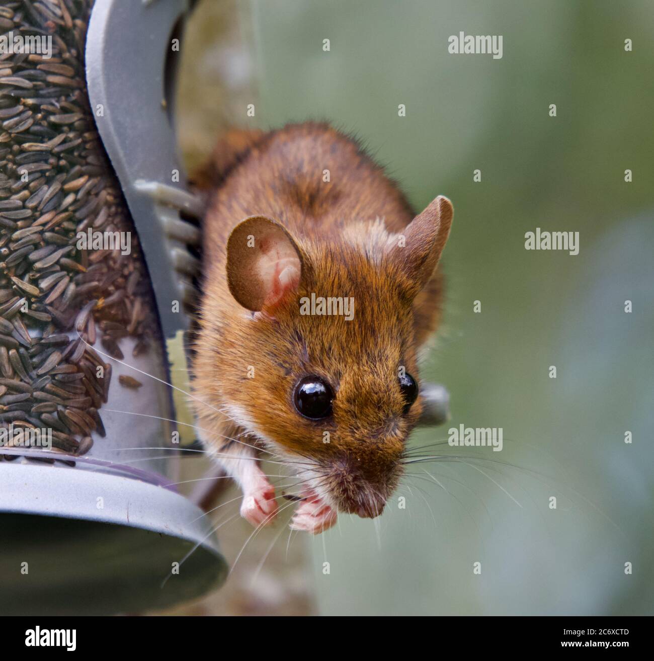Passare il mouse su un albero che si nutre di semi di nyjer Foto Stock