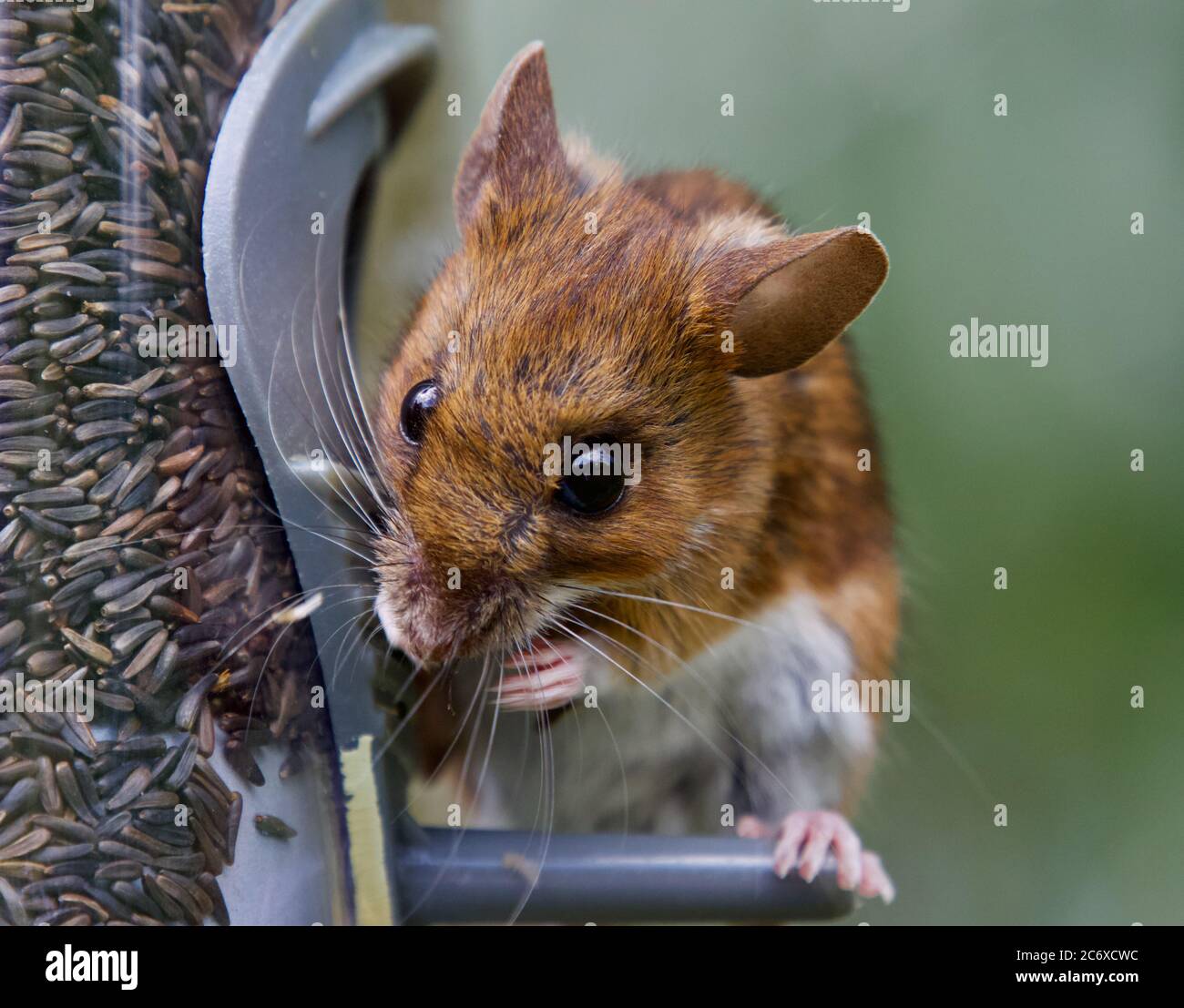 Passare il mouse su un albero che si nutre di semi di nyjer Foto Stock