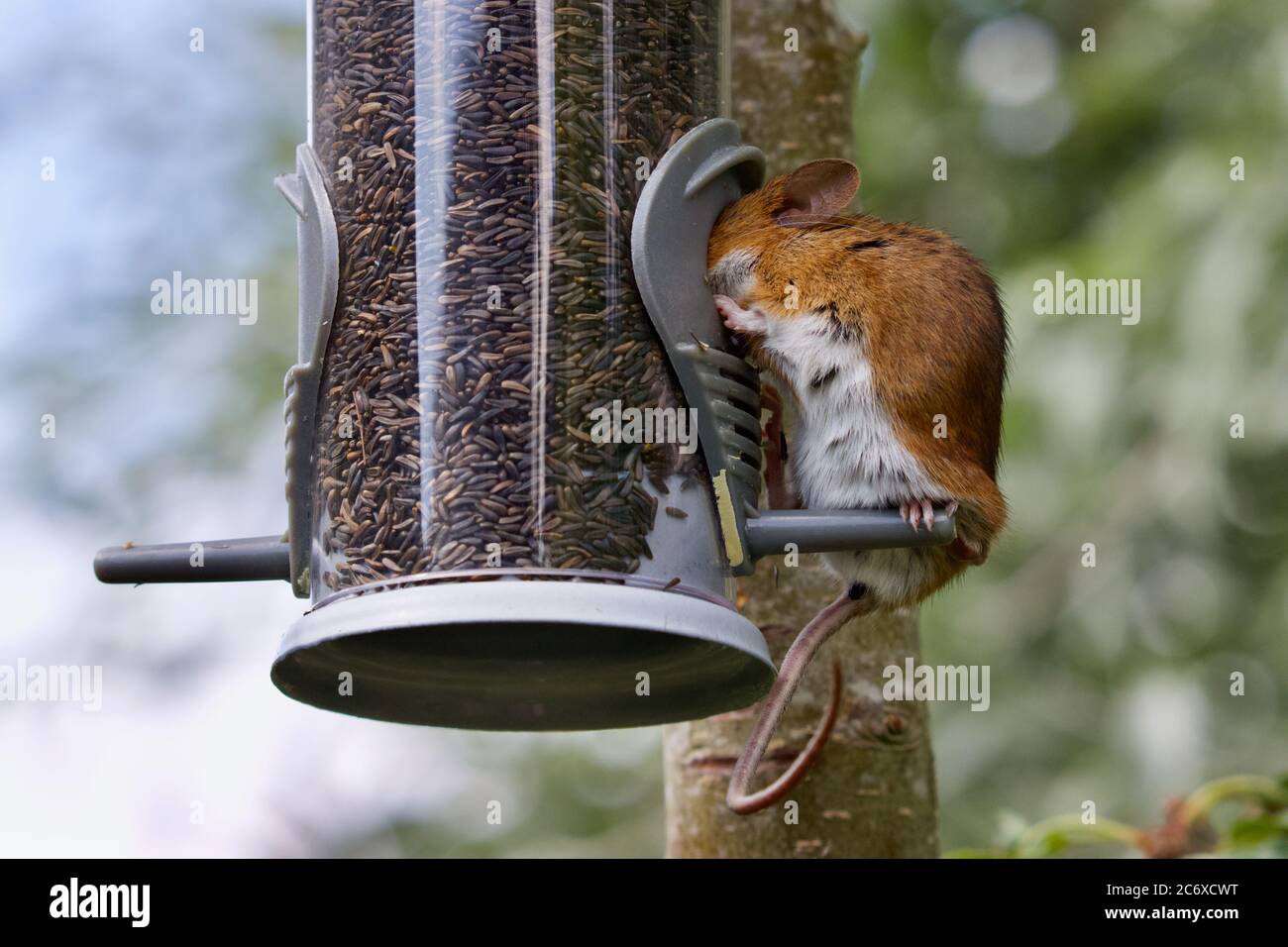 Passare il mouse su un albero che si nutre di semi di nyjer Foto Stock