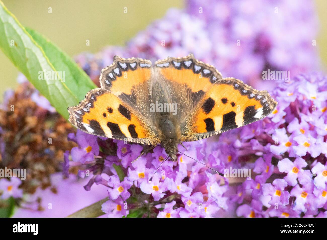 Piccola farfalla di tartaruga o Aglais orticae, Inghilterra UK Foto Stock