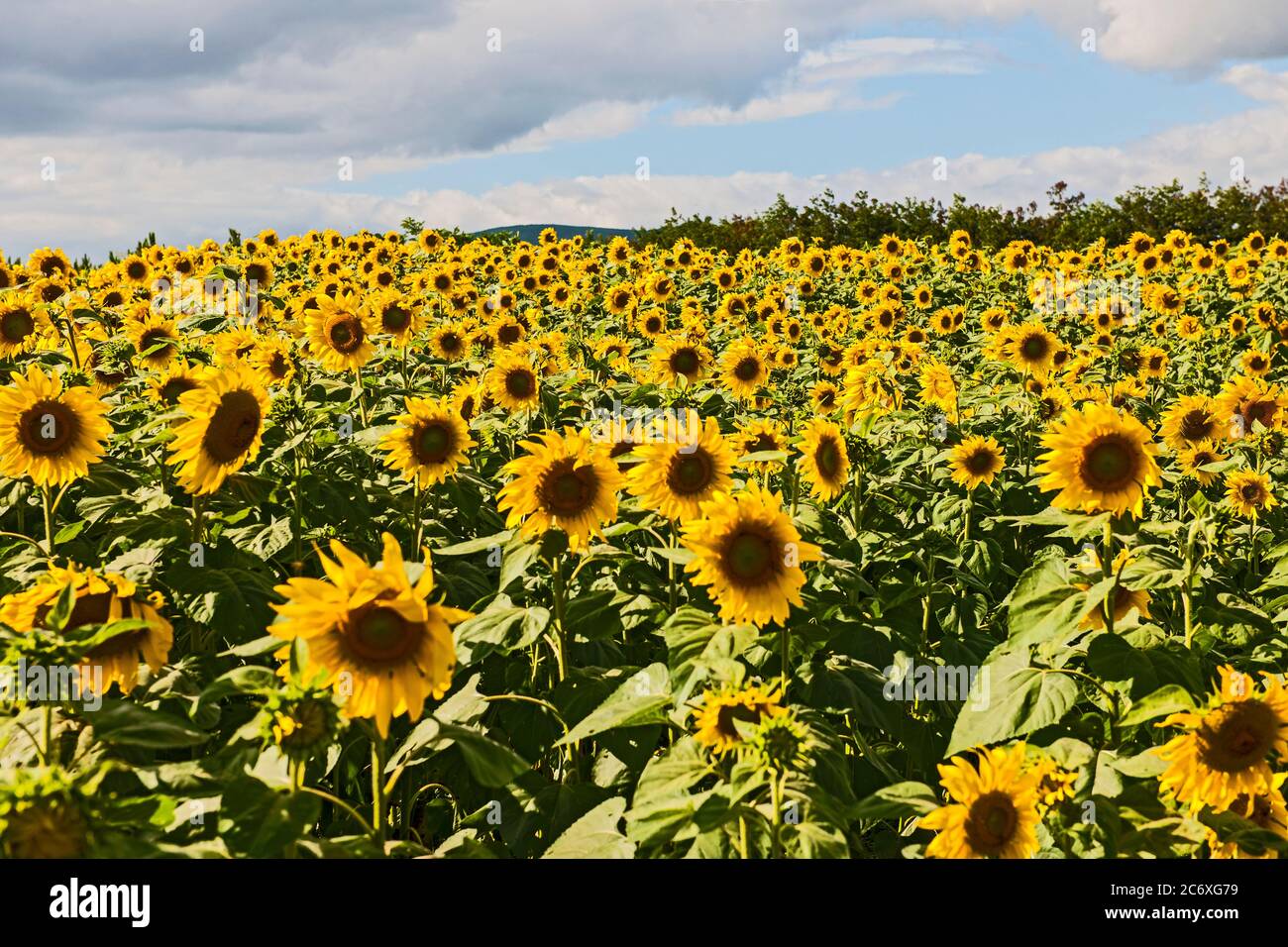 Lussureggiante campo di girasole vicino a da Lat in Vietnam Foto Stock