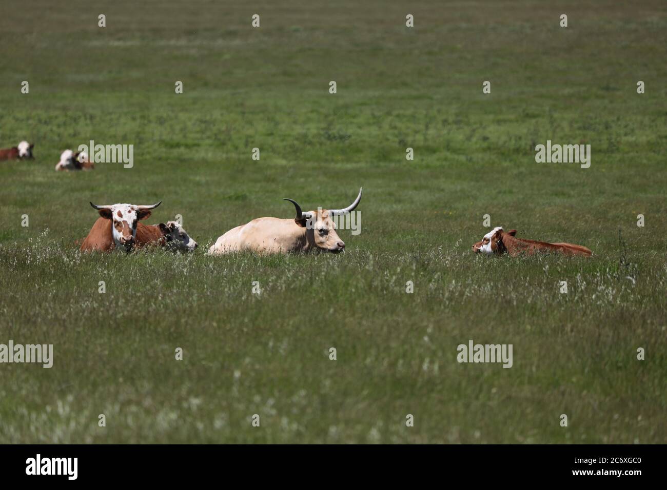 Lungo bestiame con cavalli in un campo di riposo Foto Stock