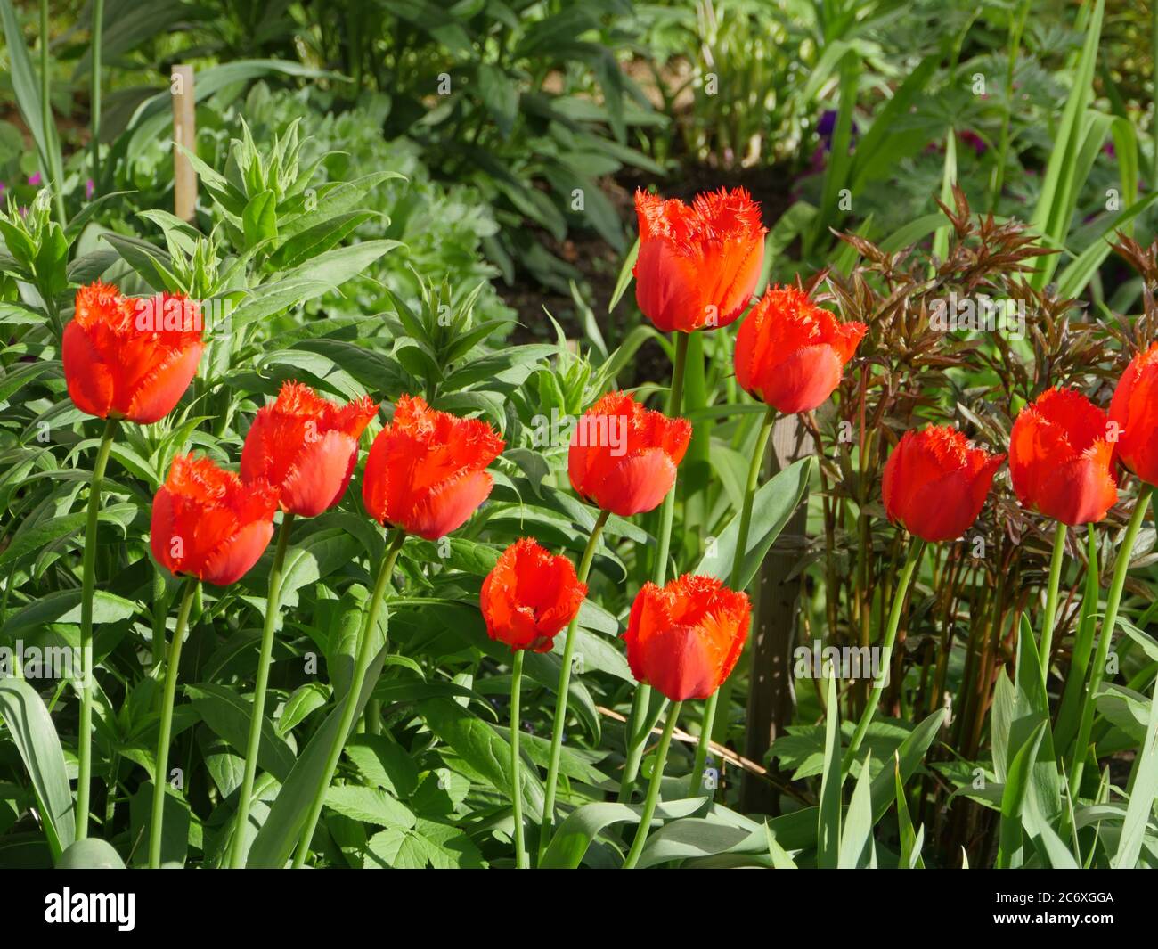 tulipano rosso in giardino Foto Stock