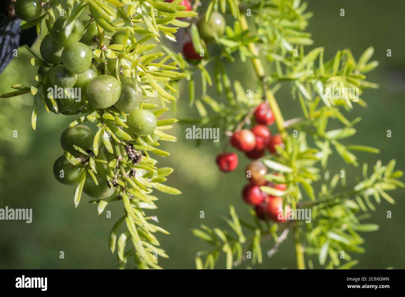 Sfondo fresco e sorprendente con colori vividi e naturali Foto Stock