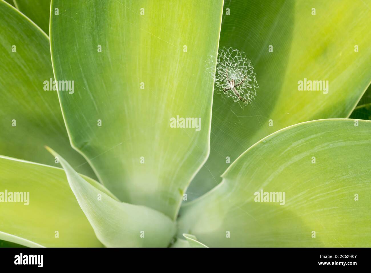 Speciale spiderweb che sembra un mandala Foto Stock