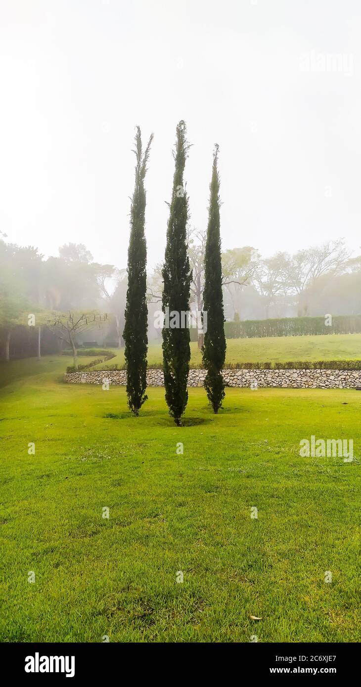 Alberi isolati stretti pinus alberi in erba fileld in un'immagine molto chiara. Misty e nebbia al mattino. Immagine di solitudine, calma e serena. Spazio di copia Foto Stock