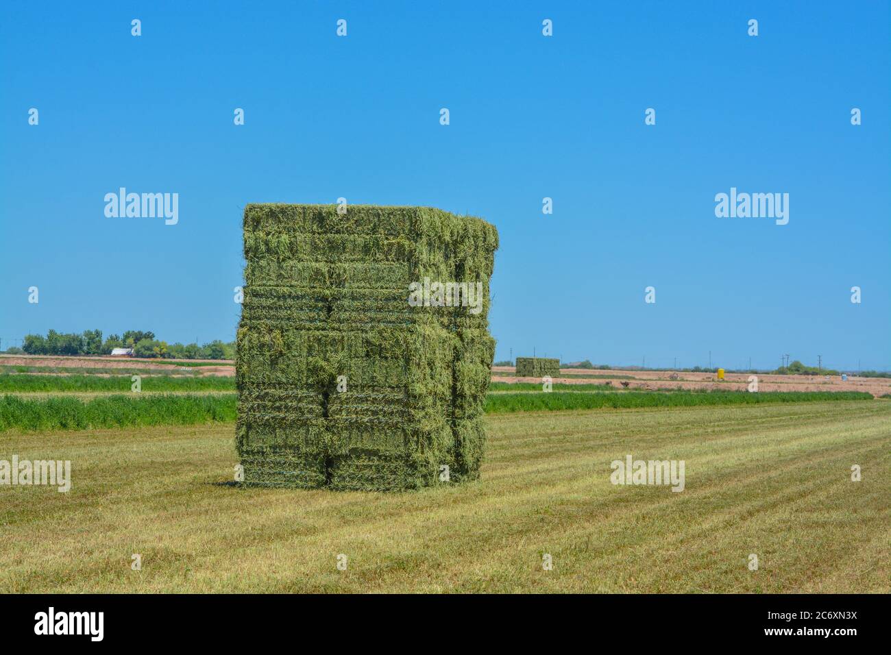 Alfalfa Hay, coltivato, imballato, pronto per essere spedito ai depositi di alimentazione. Goodyear, Maricopa County, Arizona Stati Uniti Foto Stock