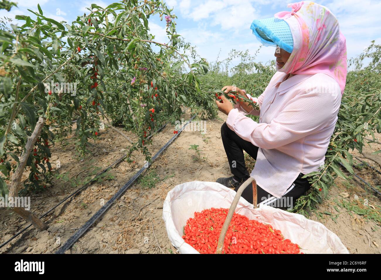 Gli agricoltori locali sono impegnati a raccogliersi frutti di bosco Goji, noti anche come frutti di bosco, che è specialità locale, contea di Jinghe, Borgala Mongol autonomo Prefectu Foto Stock