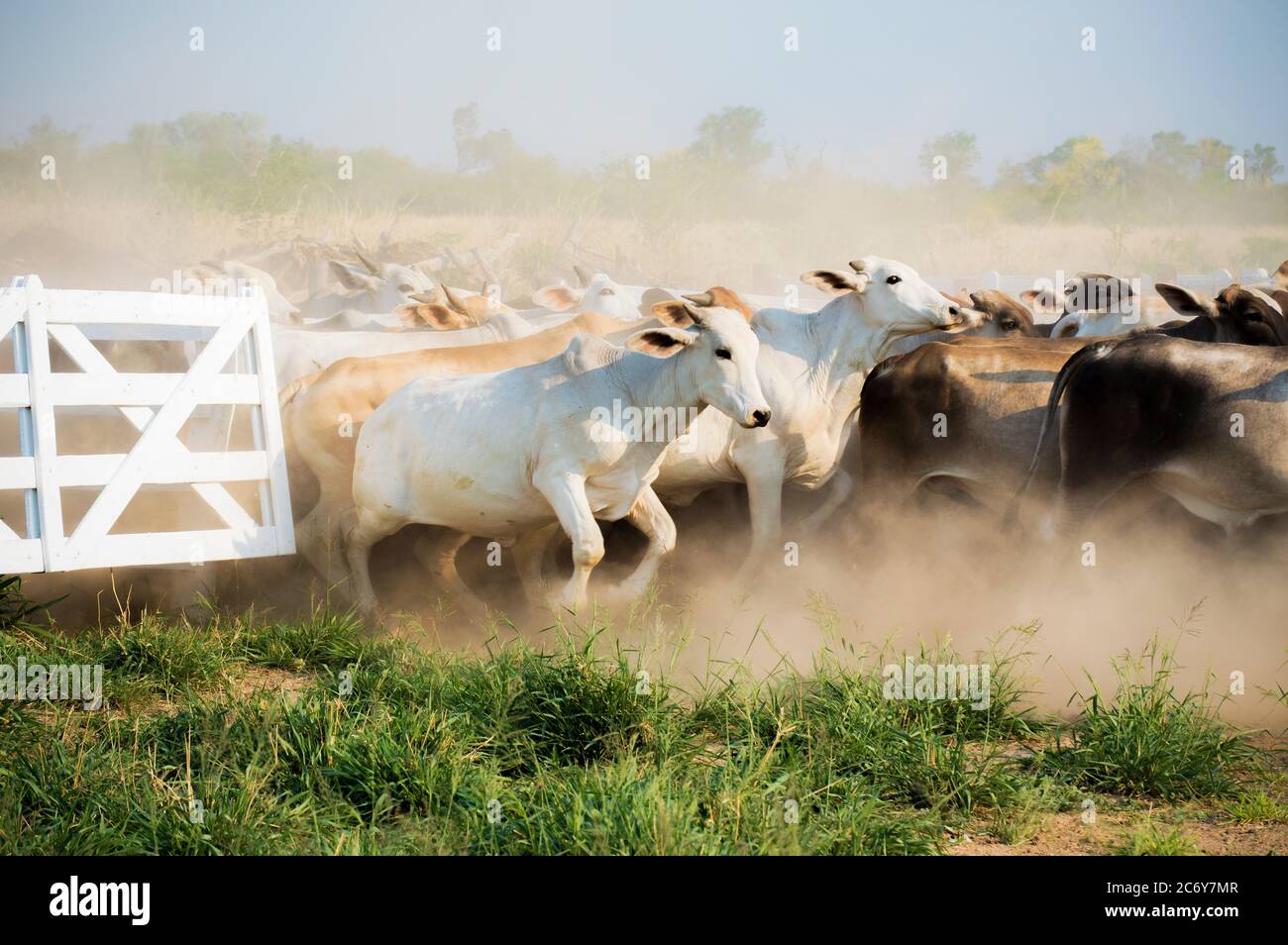 Brahman bestiame che corre, scappando attraverso il cancello a Chaco, Paraguay Foto Stock
