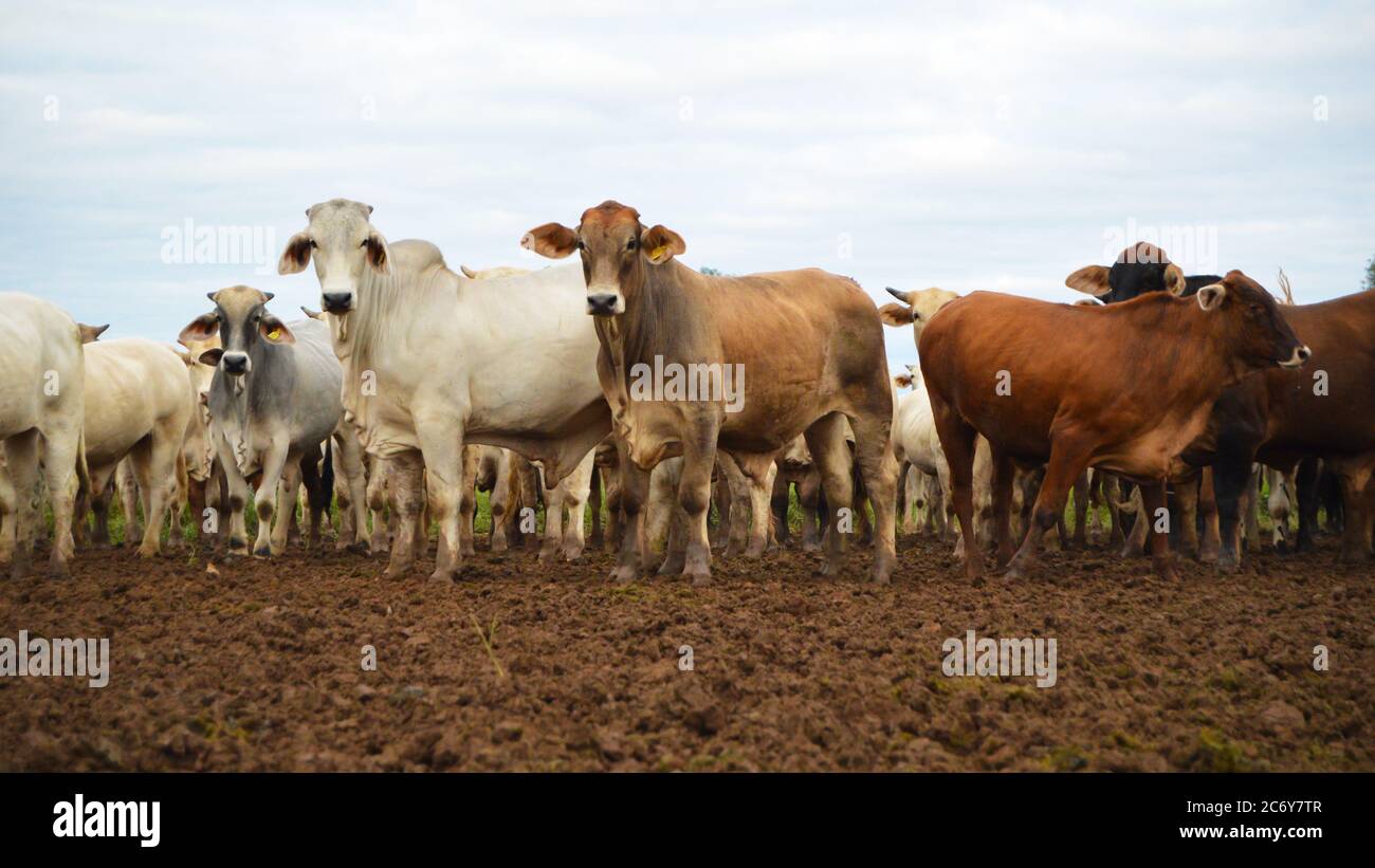 Il bestiame brahman si è riunito in una penna, Paraguay Foto Stock