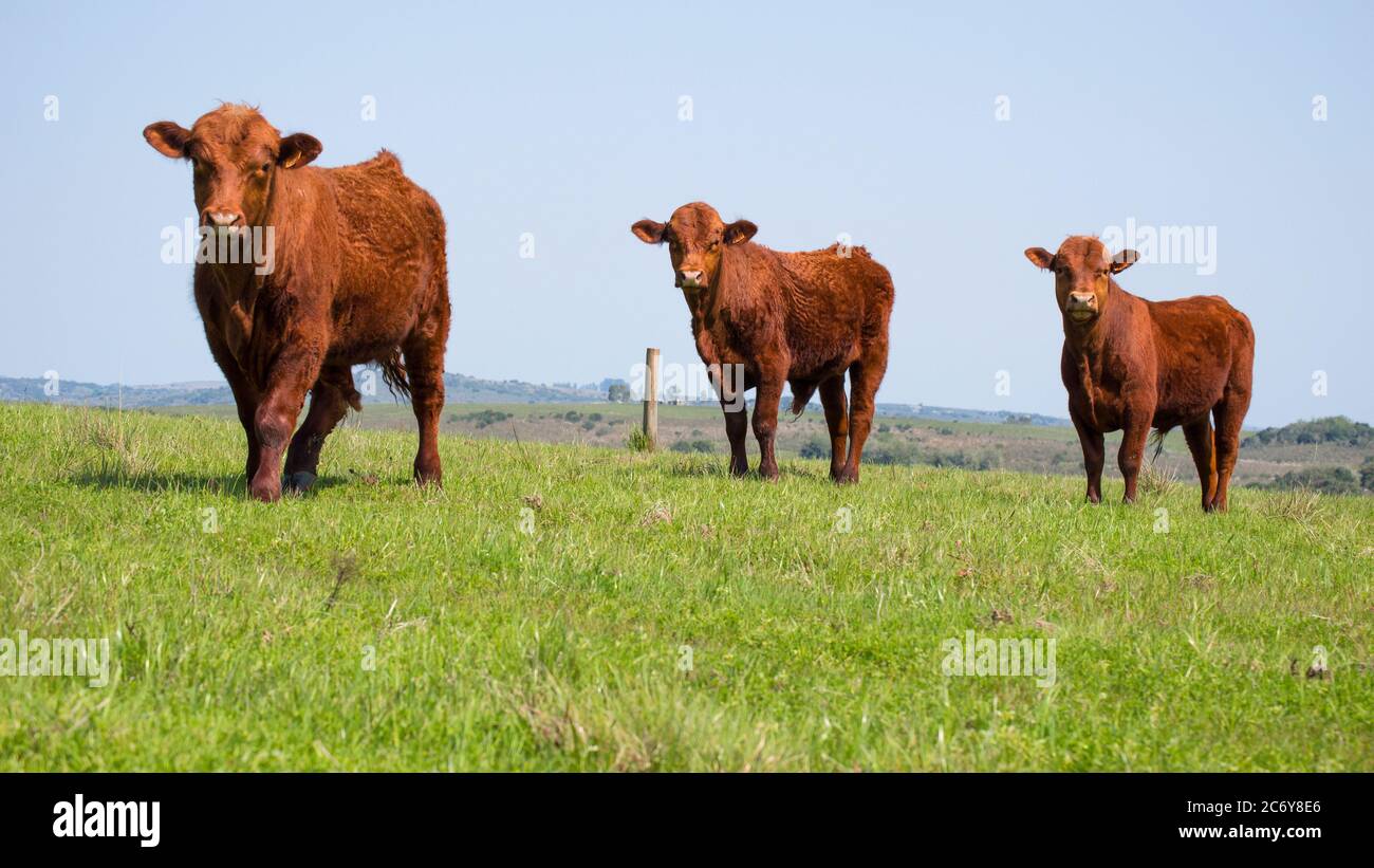 Bestiame di Santa Gertrudis che pascolano su un pascolo in Uruguay, estate Foto Stock