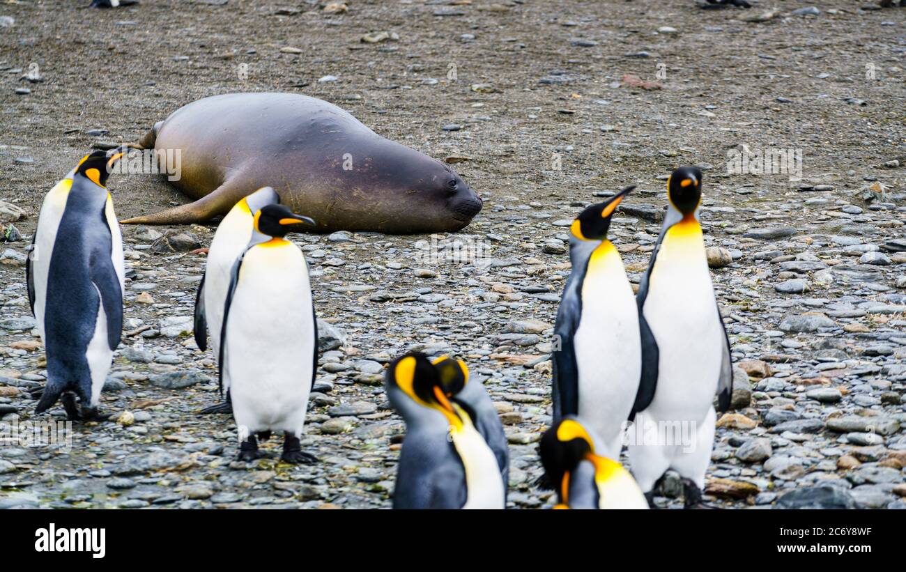 --FILE--Kings Penguins folla a South Georgia Islands, a piedi e nuoto per godere di una vita quotidiana accogliente, 25 giugno 2016. *** Local Caption *** fachaoshi Foto Stock