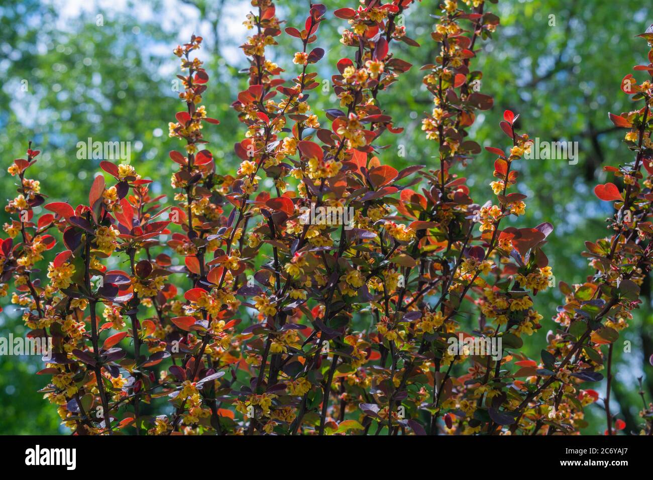Bella fioritura fiori gialli da cespuglio con foglie di viola rosso.  Berberis ottawensis arbusto di Auricoma Foto stock - Alamy