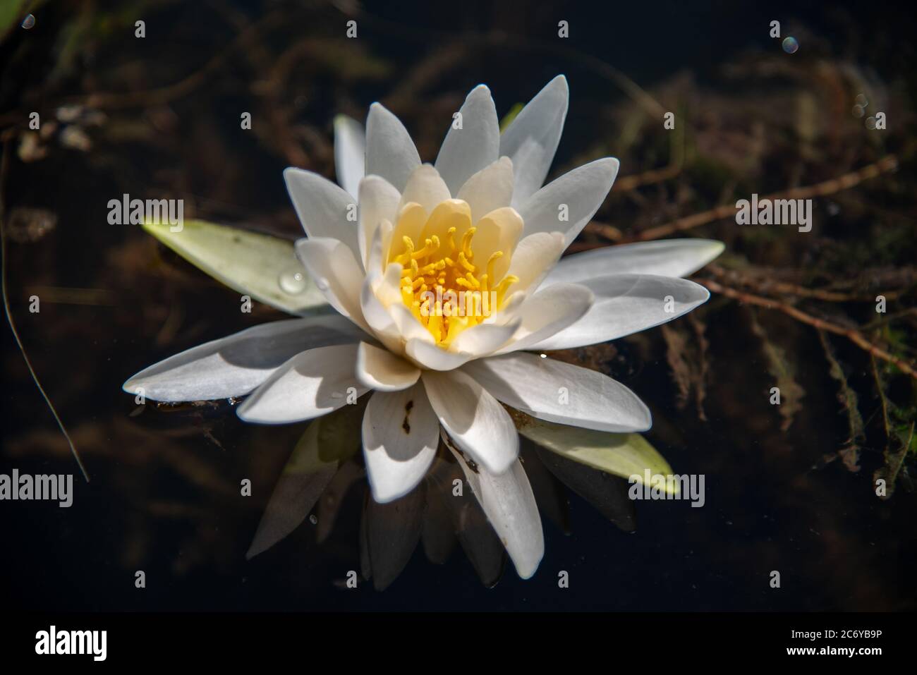 Fragrante giglio d'acqua bianco in fiore Foto Stock